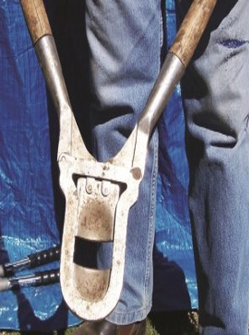 Calves And Cow Products